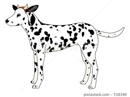 牛耳朵達爾馬提亞 牛耳朵達爾馬提亞 538390