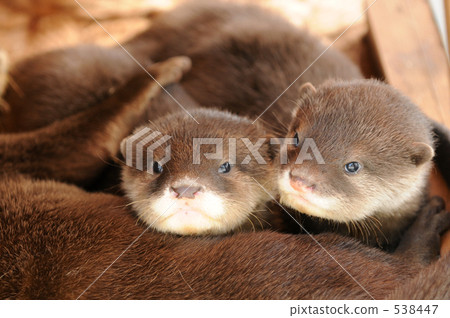 Baby of Kotumeka Owaso 1 538447