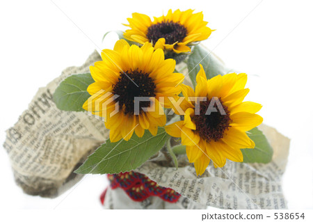 Sunflower - 4 538654