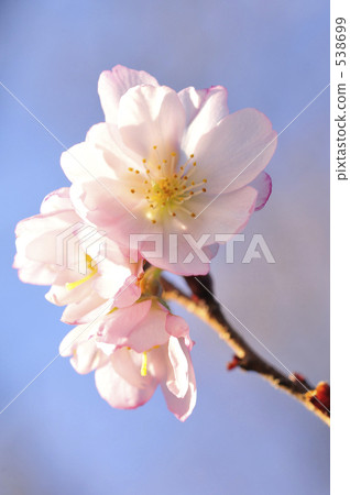 冬天櫻花樹 538699