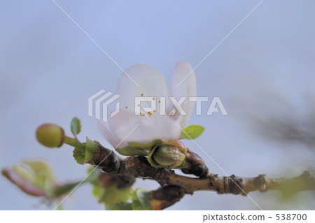 冬天的櫻花和芽 538700