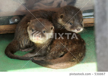 Baby of Kotumeka Owaso 2 538867