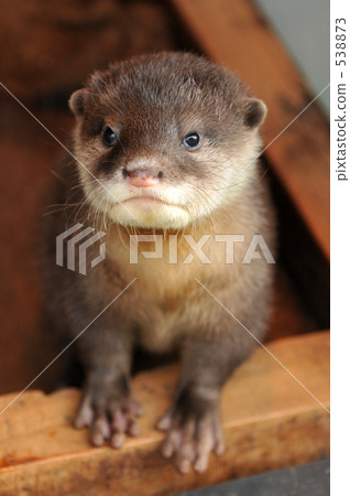 Kotumeka Owaso 4的嬰兒 538873