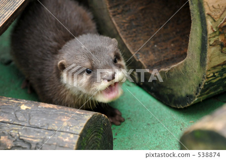 Baby of Kotumeka Owaso 5 Baby of Kotumeka Owaso 5 538874