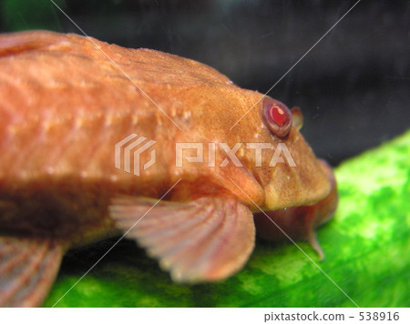 淡水魚 熱帶魚 魚 538916