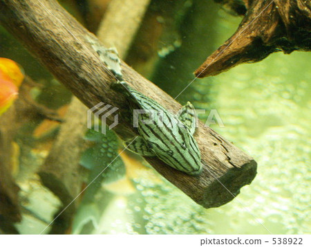 淡水魚 熱帶魚 魚 538922
