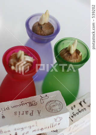 Crocus Crocus 539202