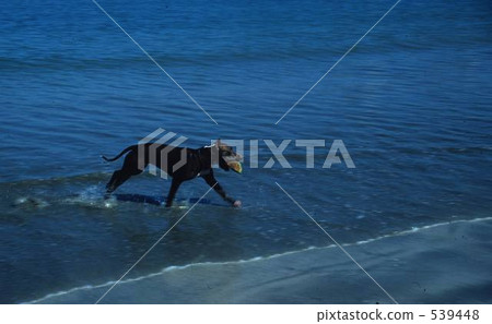 Mexican dog playing in Mazatlan coast Mexican dog playing in Mazatlan coast 539448