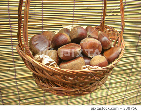 栗子 栗子 539756