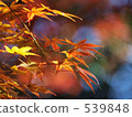 深秋2 539848