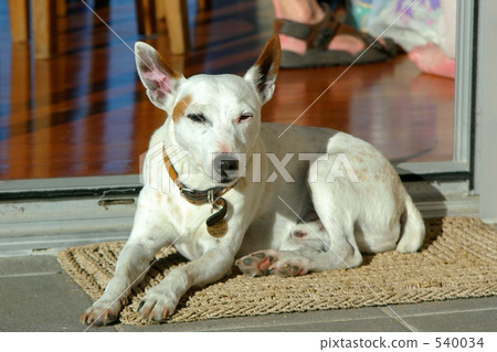 白狗 毛孩 狗 540034