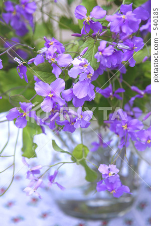 花道 插花 華道 540185