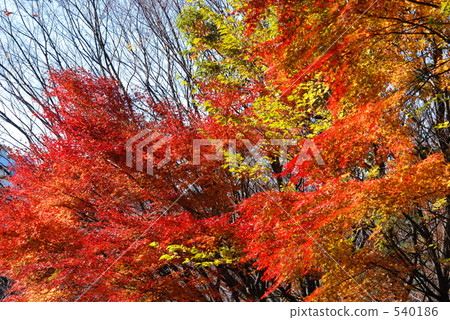 Asuka山公園在深秋 Asuka山公園在深秋 540186