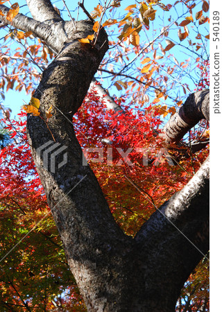 Asuka山公園在深秋 Asuka山公園在深秋 540189