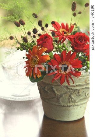 雛菊 540190