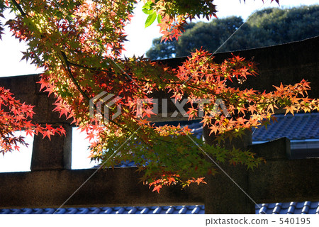 Asuka山公園在深秋 540195