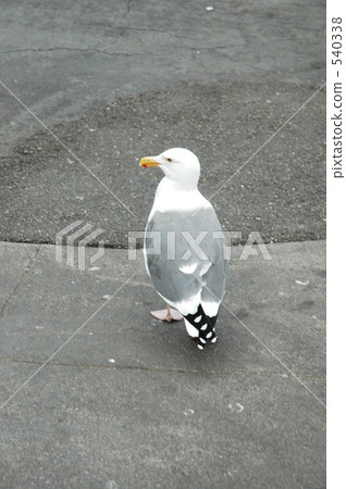 bird, birds, fowls 540338