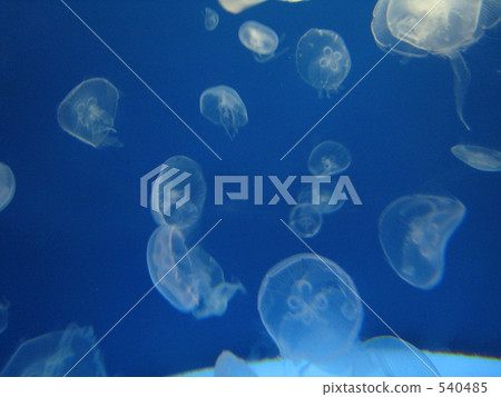 水母 水生的 水下 540485