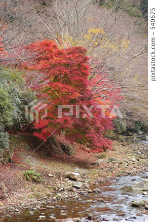 Muroji Temple Autumn leaves Muroji Temple Autumn leaves 540675