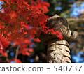 深秋5 540737