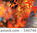 深秋7 540746