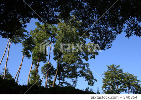 assorted trees, thicket, coppice 540854