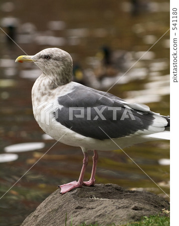 Seguro gull Seguro gull 541180