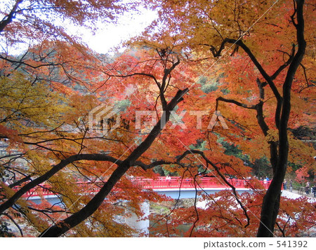 yellow leafe, maple, koran valley 541392