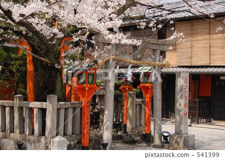 Tatsumi Omijin和京都祗園的櫻花 541399