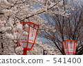 櫻花在京都丸山公園 541400