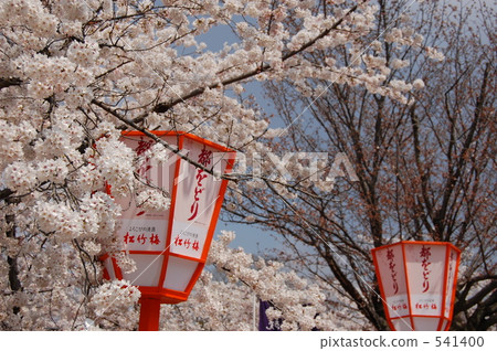 櫻花在京都丸山公園 櫻花在京都丸山公園 541400