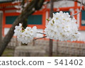 櫻花在京都平安神宮 541402