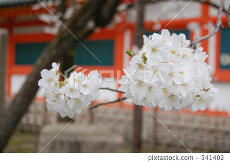 櫻花在京都平安神宮 541402