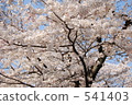 櫻桃樹 541403