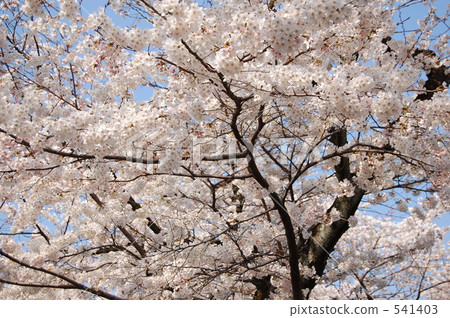 Cherry Blossoms Cherry Blossoms 541403