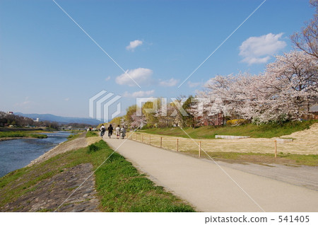 Kamogawa河沿岸的Sakuraba 541405