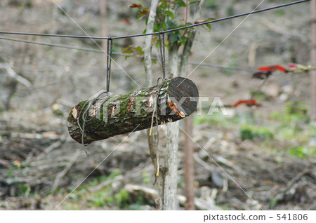Wood for shiitake cultivation 541806