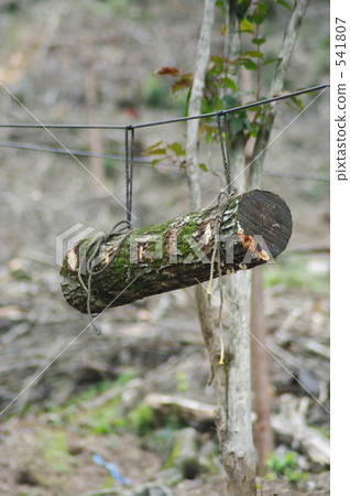 Mountain of logs 541807
