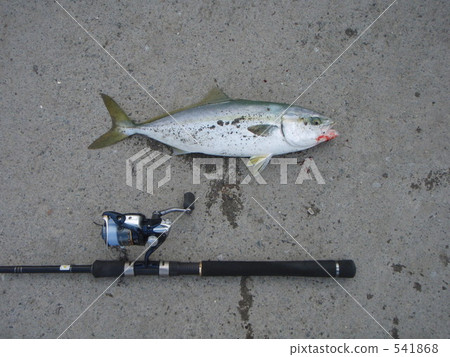 Fukuragi（Buri的幼魚）在Tomakomai港 541868