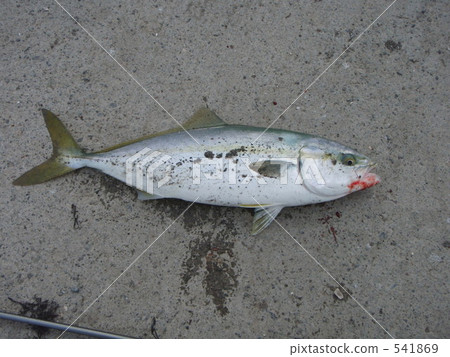 在Fukuragi Tomakomai 541869