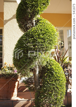 裸銅線 日本扁柏 入口 541873