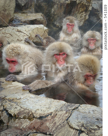 五隻溫泉的猴子 五隻溫泉的猴子 541889