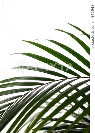 an ornamental plant, areca palm, white background 541948