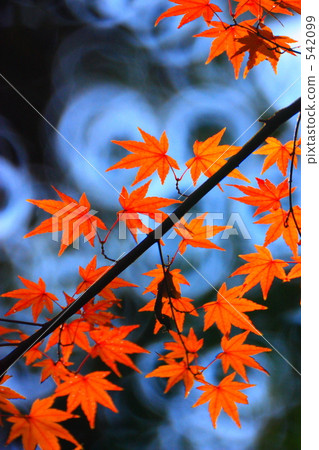 分支 樹枝 楓樹 542099