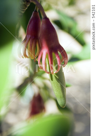 Mangrove, seed of sea otter 542101