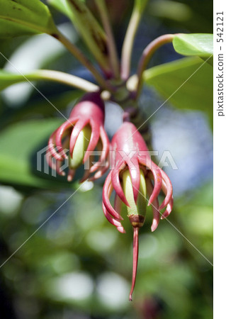 紅樹林,海獺種子 紅樹林,海獺種子 542121