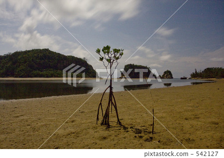 紅樹林在月光下的夜晚 542127