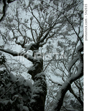 覆有霜的樹 冰霜覆蓋的樹木 積雪 542635