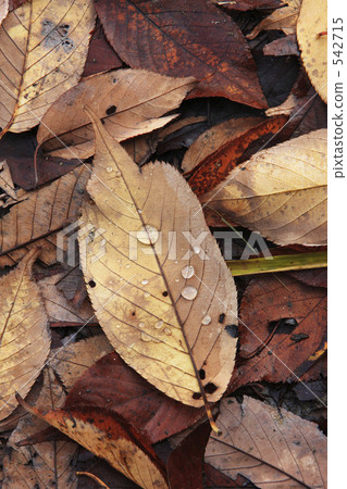 Fallen leaves 542715