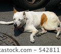 dog, dogs, on the road 542811
